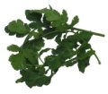 Coriander