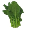 Baby Choi Sum