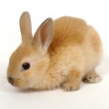 Chinese Zodiac - Year of the Rabbit