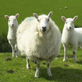 Chinese Zodiac - Year of the Sheep