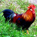 Chinese Zodiac – Year of the Rooster